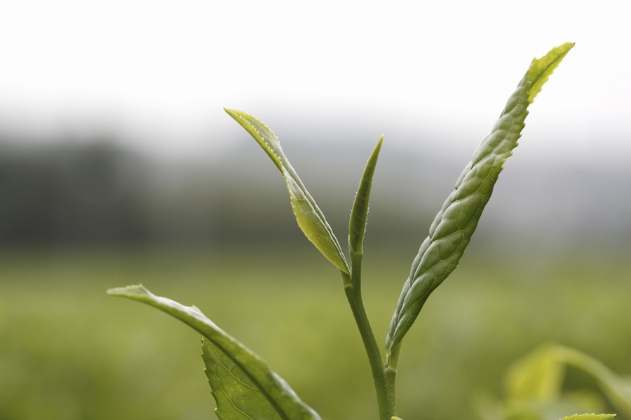 An Image of Tea Plantation; Shutterstock ID 199780364