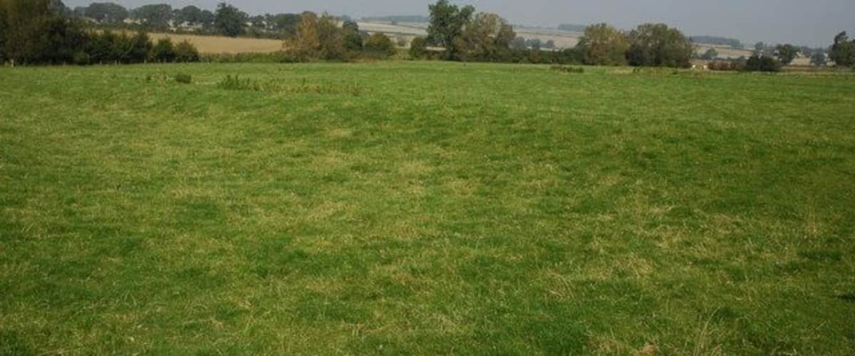 A green field with trees and buildings in the distance.