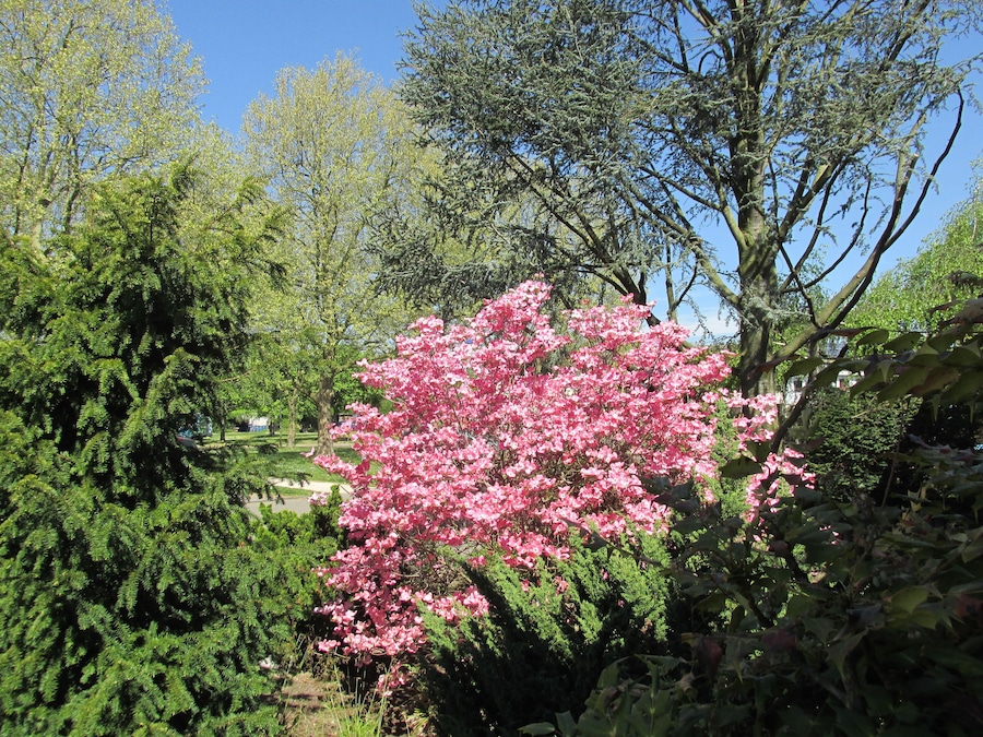 A garden with a prominent pink flowering tree, various green shrubs, and a clear blue sky.