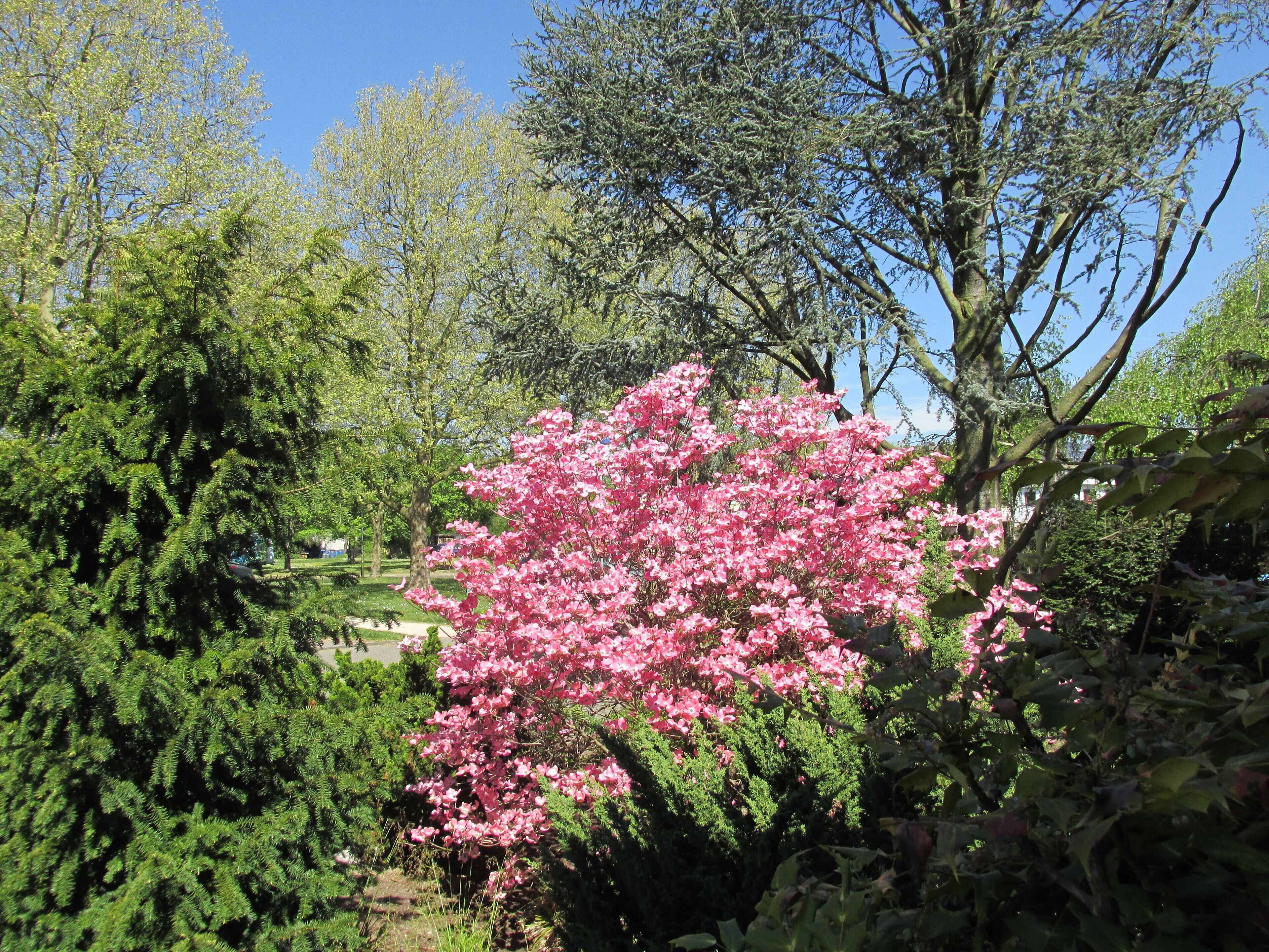 A garden with a prominent pink flowering tree, various green shrubs, and a clear blue sky.