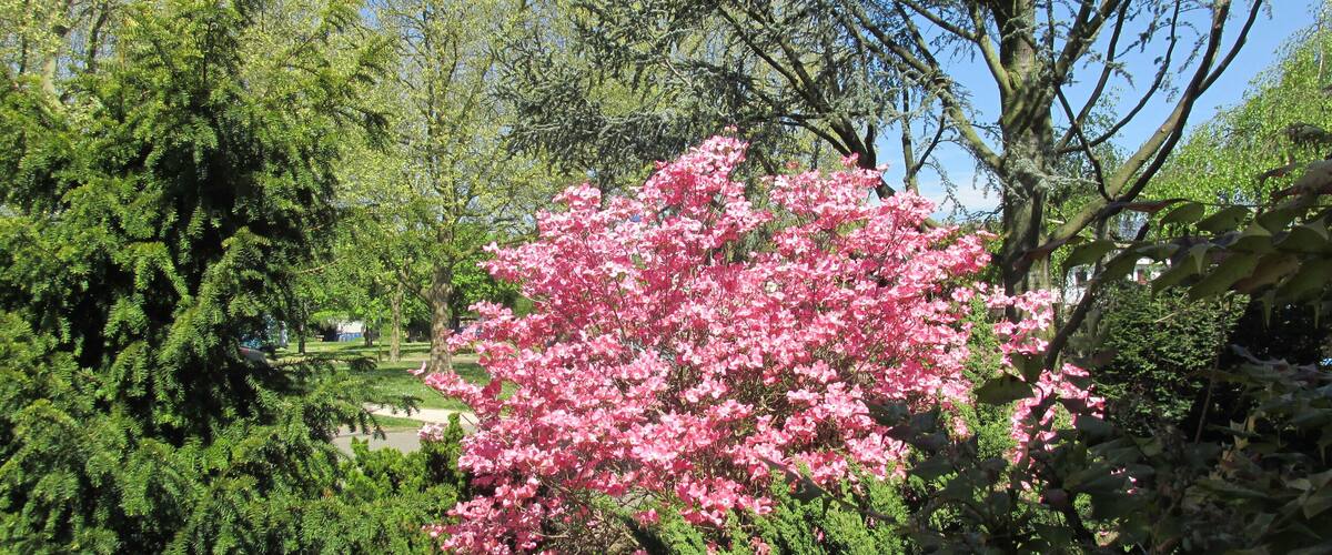 A garden with a prominent pink flowering tree, various green shrubs, and a clear blue sky.