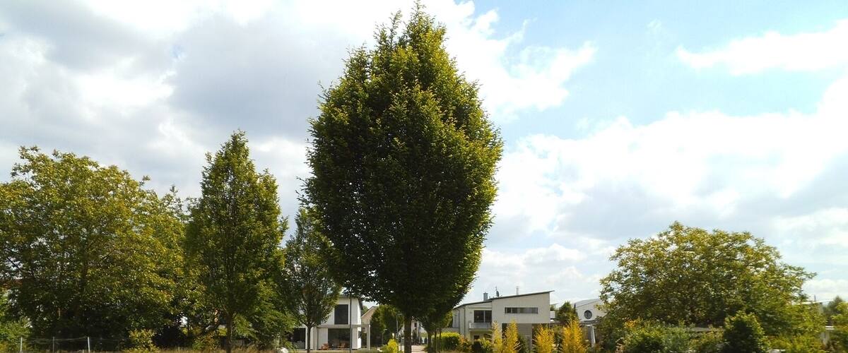 A pathway lined with trees leading to modern houses in a green, grassy area.