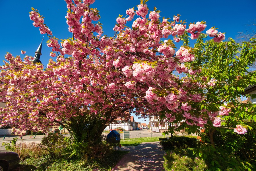 Frühling im Elsass in Boofzheim