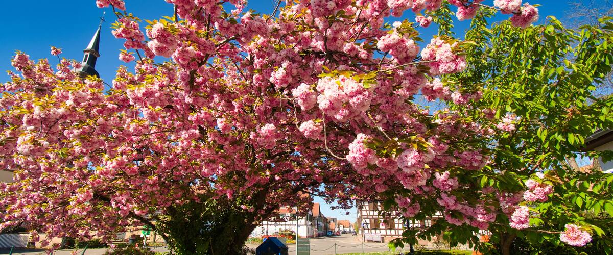 A cherry blossom tree with pink flowers in full bloom, a church steeple, and a pathway in a town square.
