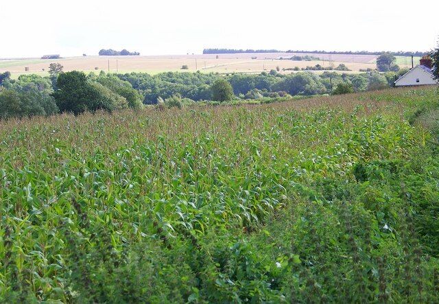 Maize, Hungerford Lodge Farm Arable farming in the fertile Wylye valley. The buildings of Hungerford Lodge Farm can just be seen, although they are in the next square.