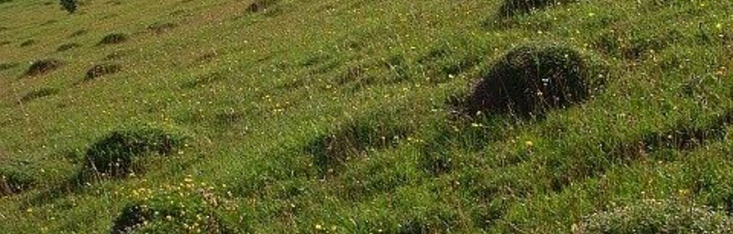 Downland, Little Langford The eastern flank of the dry valley between Ebsbury and Grovely Castle. Part of a field system can be seen on the slope in the distance. A crop of maize is growing below.