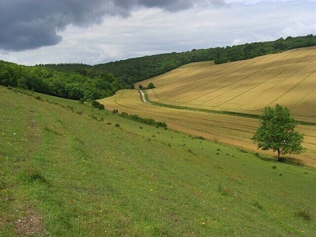 Downland, Great Wishford On the northern flank of Hadden Hill, with Grovely Wood ahead and Grovely Road and rape fields below.