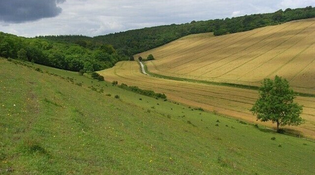 Downland, Great Wishford On the northern flank of Hadden Hill, with Grovely Wood ahead and Grovely Road and rape fields below.