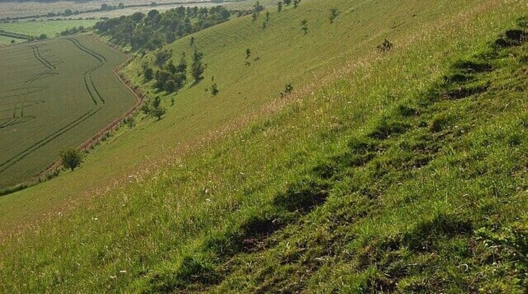 Downland, Great Wishford On the edge of a combe just to the north of Ebsbury hill-fort.