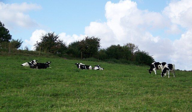 Cattle, Hungerford Lodge Farm The railway is the other side of the trees.