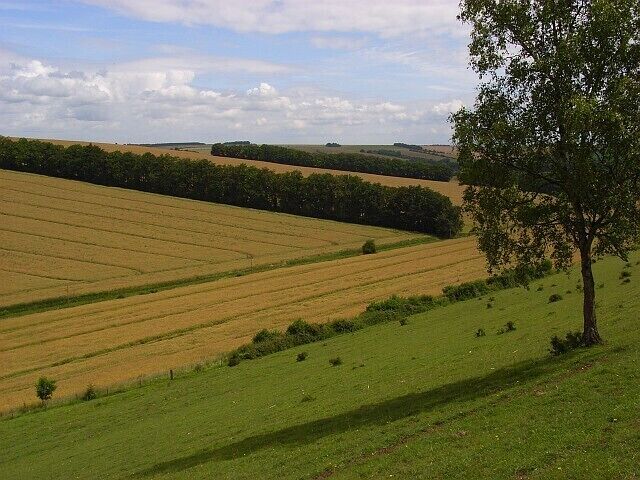 Down and farmland, Great Wishford Looking down to the rape fields of Penning Bottom.