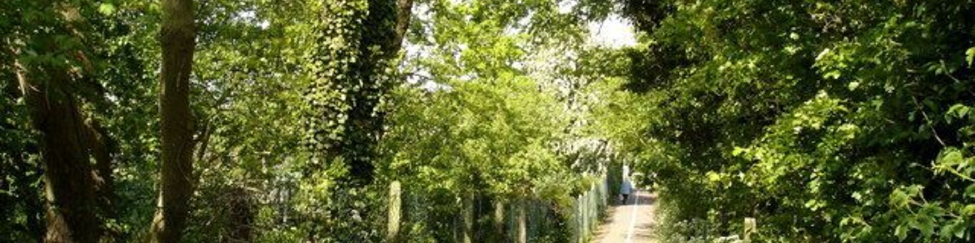 Uma estrada estreita, bordeada por árvores e vegetação densa, com uma faixa branca ao centro.