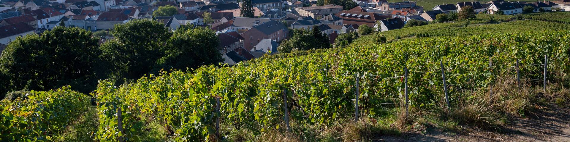 View on grand cru Champagne vineyards near Moulin de Verzenay, rows of pinot noir grape plants in Montagne de Reims near Verzy and Verzenay, Champagne, France in September