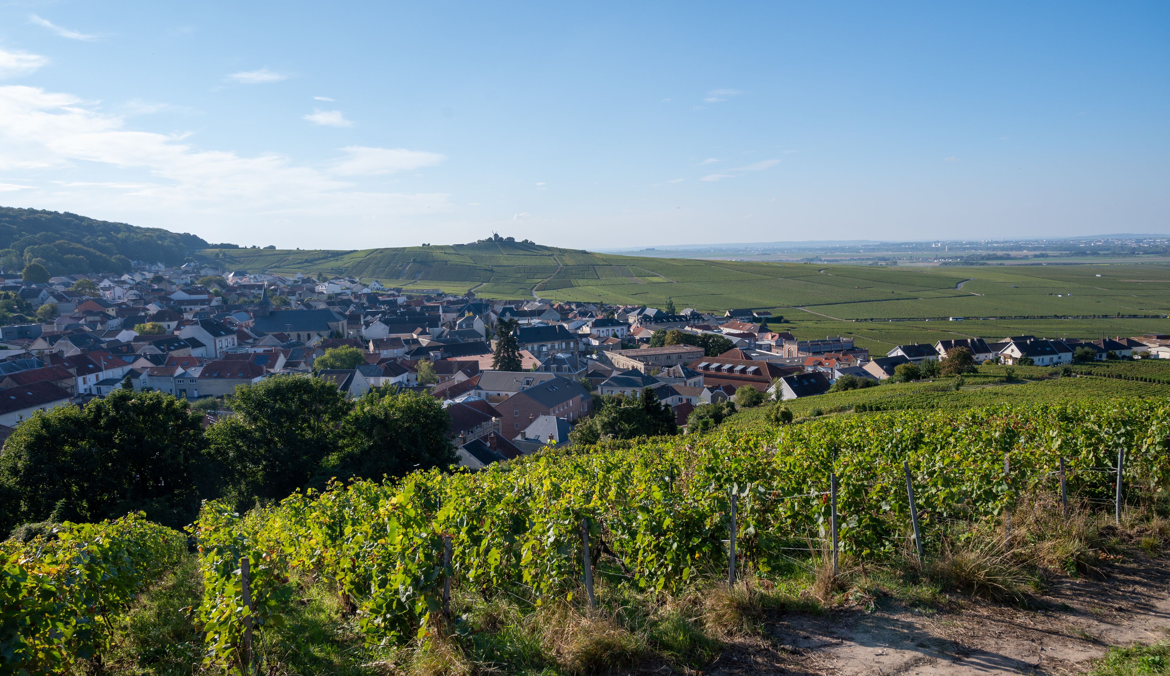 A town nestled in a valley with vineyards in the foreground.