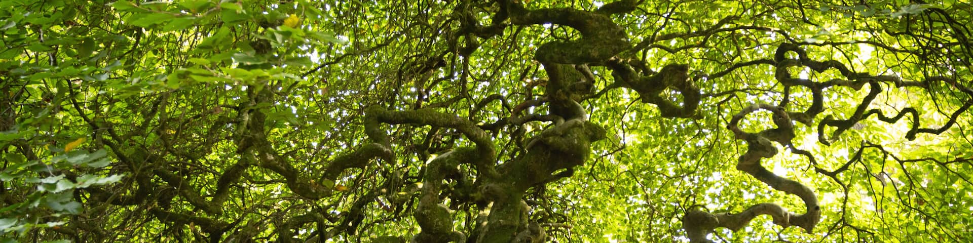 La Fôret des Faux de Verzy