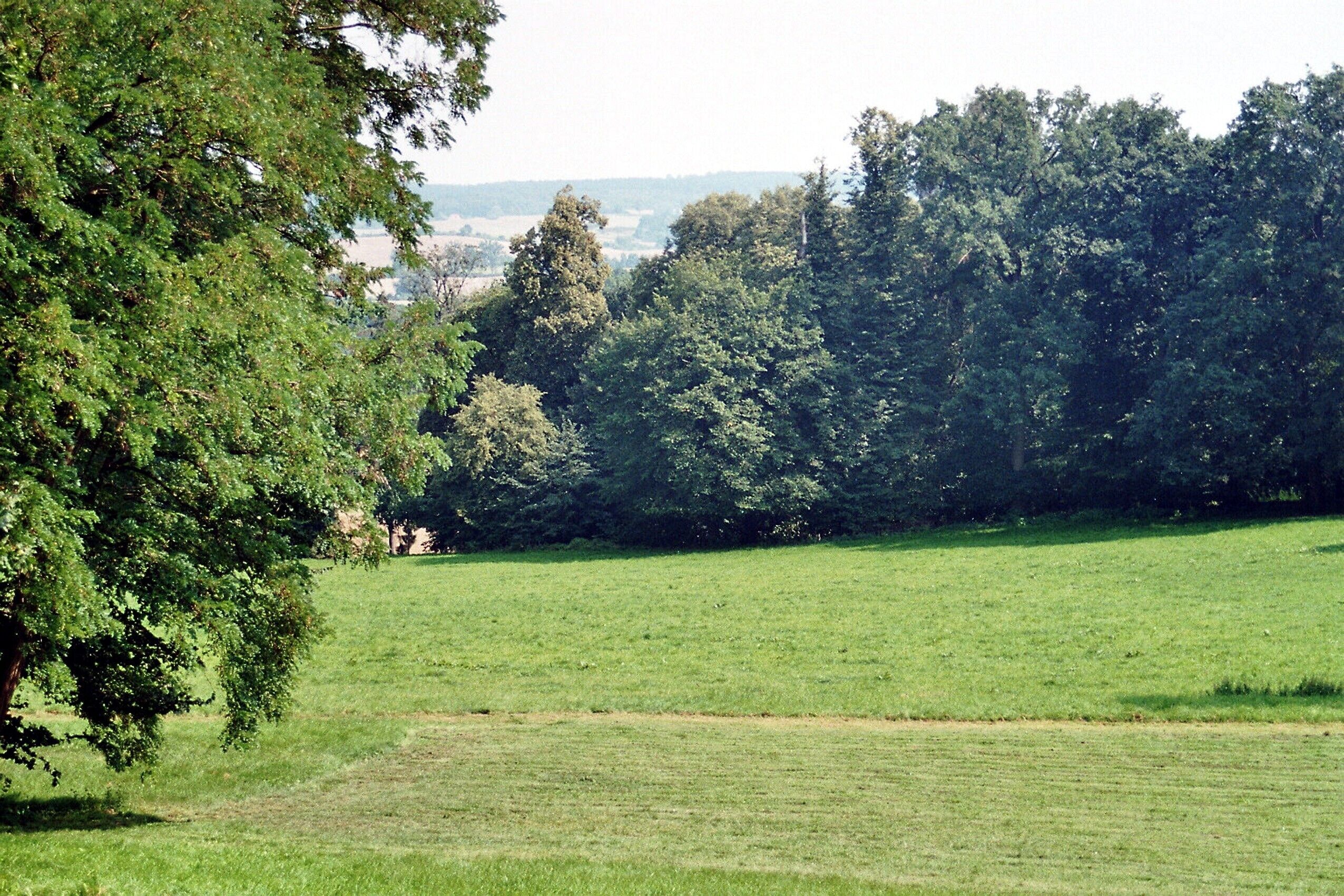 A grassy field with trees in the background.