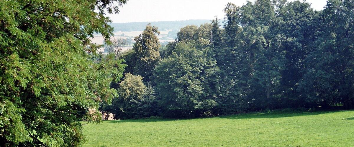 A grassy field with trees in the background.