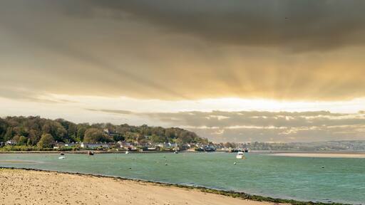 コートマックシェリー