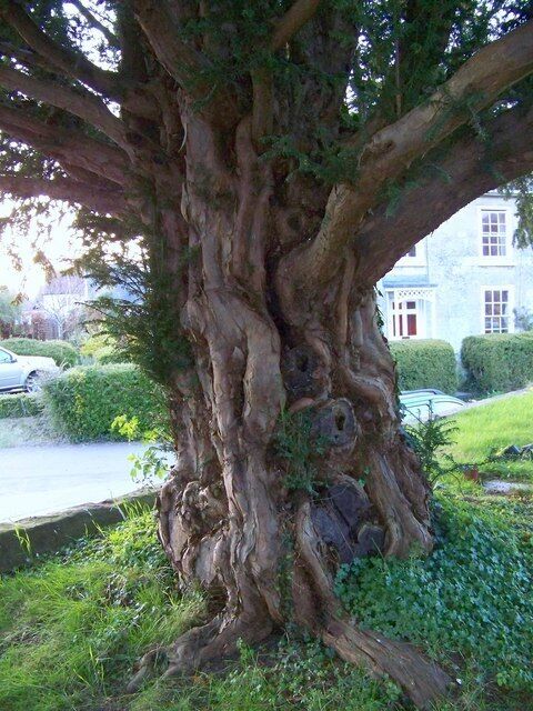 Yew tree trunk, St Martin's Churchyard The yew tree is beside the church gate.