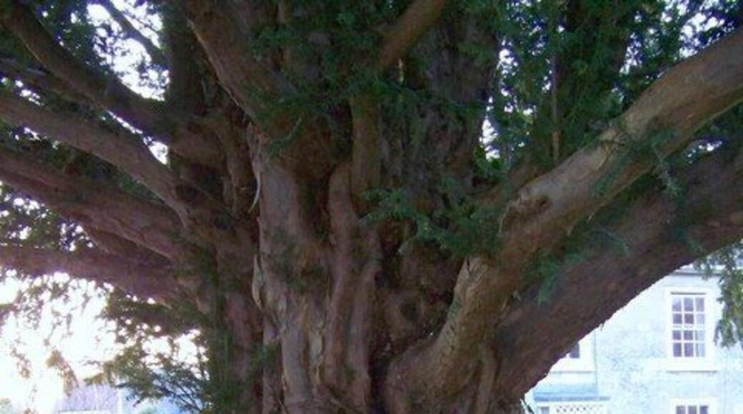Yew tree trunk, St Martin's Churchyard The yew tree is beside the church gate.