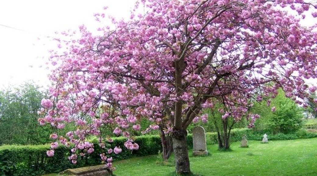 Blossoms, St Mary's Churchyard