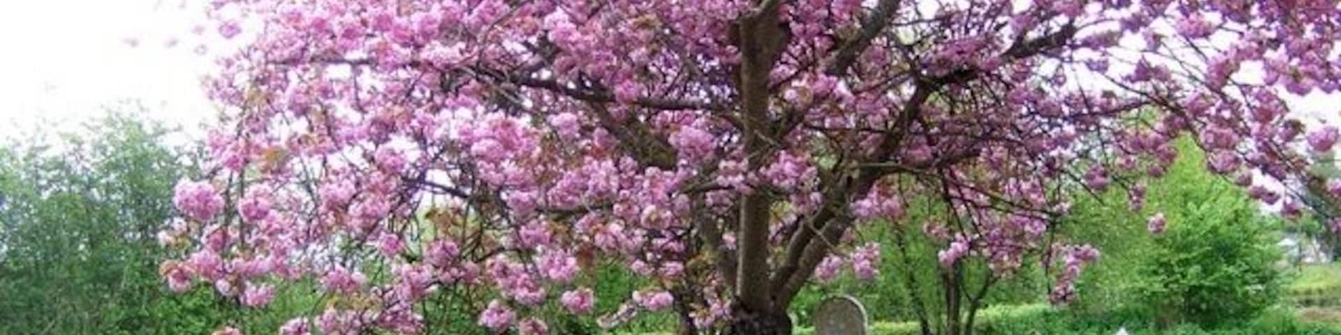 Uma cerejeira em flor com um gramado bem cuidado e marcadores de pedra ao fundo.