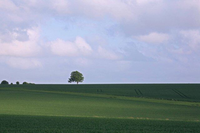 Lone tree & wheat, Handley Down.