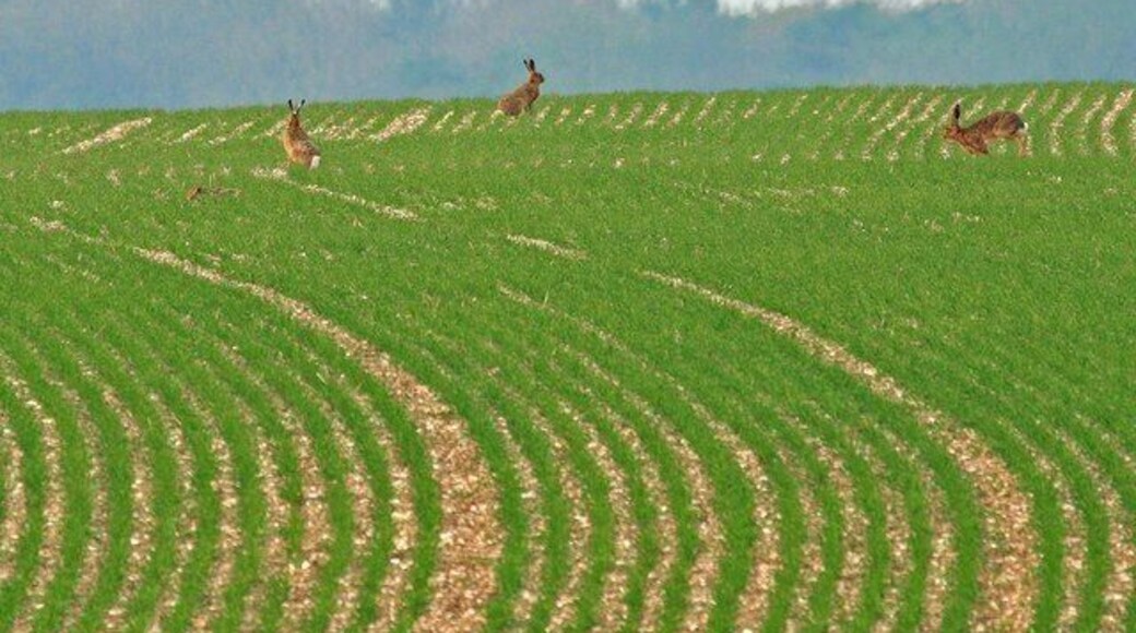 Hare field Field of hares, look closely and there is a fourth hare lying down.