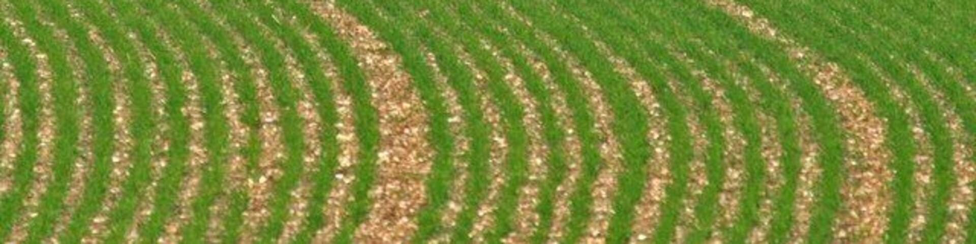A field with curved furrows and two deer in the distance.