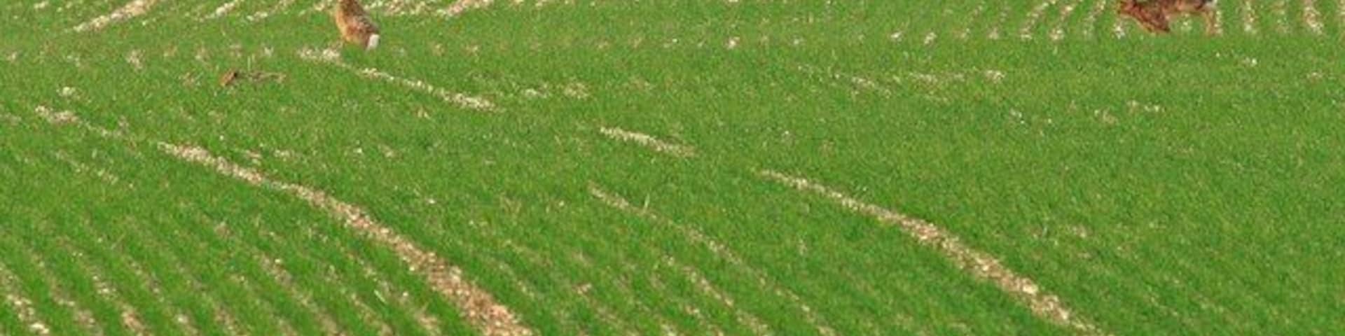 Hare field Field of hares, look closely and there is a fourth hare lying down.