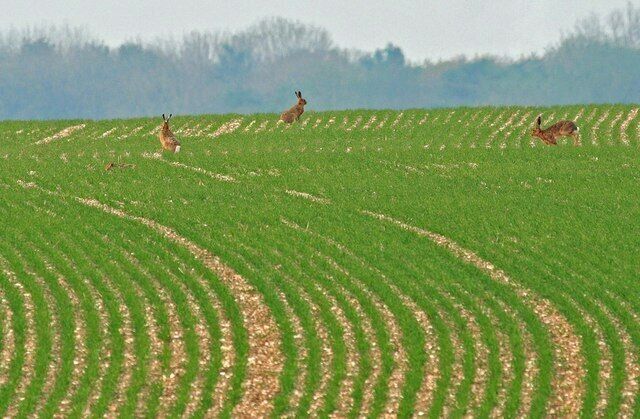 A field with curved furrows and two deer in the distance.
