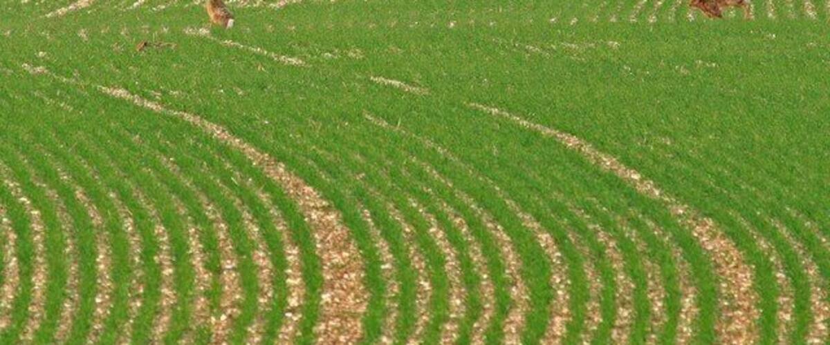 A field with curved furrows and two deer in the distance.