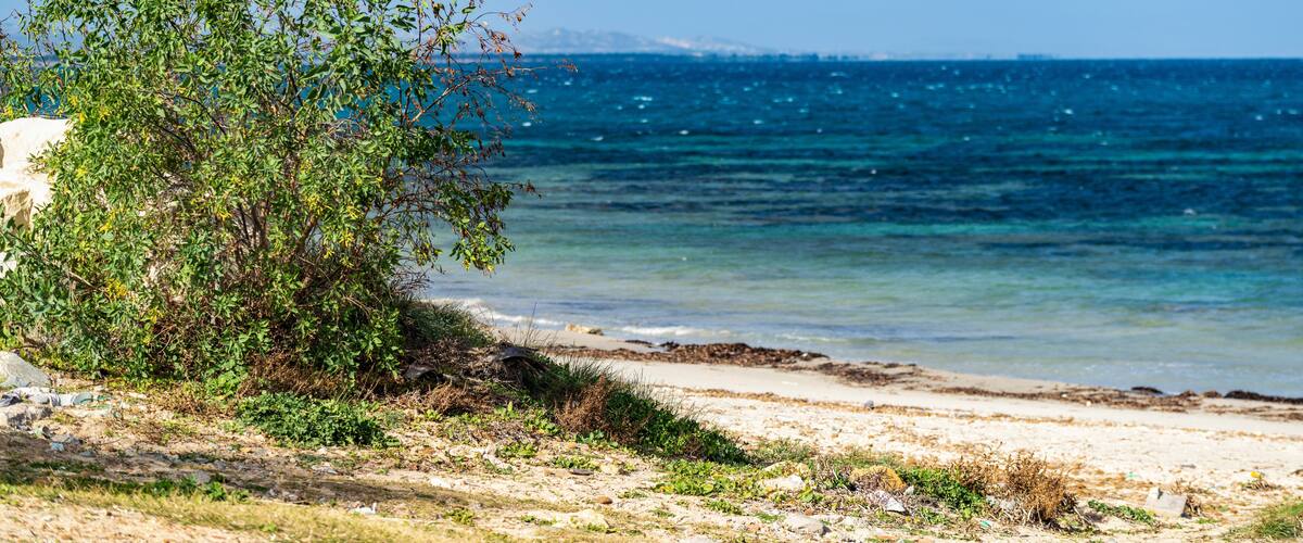 A beach with clear blue water, sandy shore, and green vegetation.