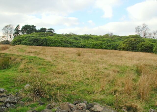 Rhododendrons on Bretton Moor The wild rhododendron is a sign of an acid soil associated with the millstone grit of the northern Dark Peak area. Less than 200 metres to the south is Eyam Edge where the millstone grit falls away to the limestone White Peak area.
