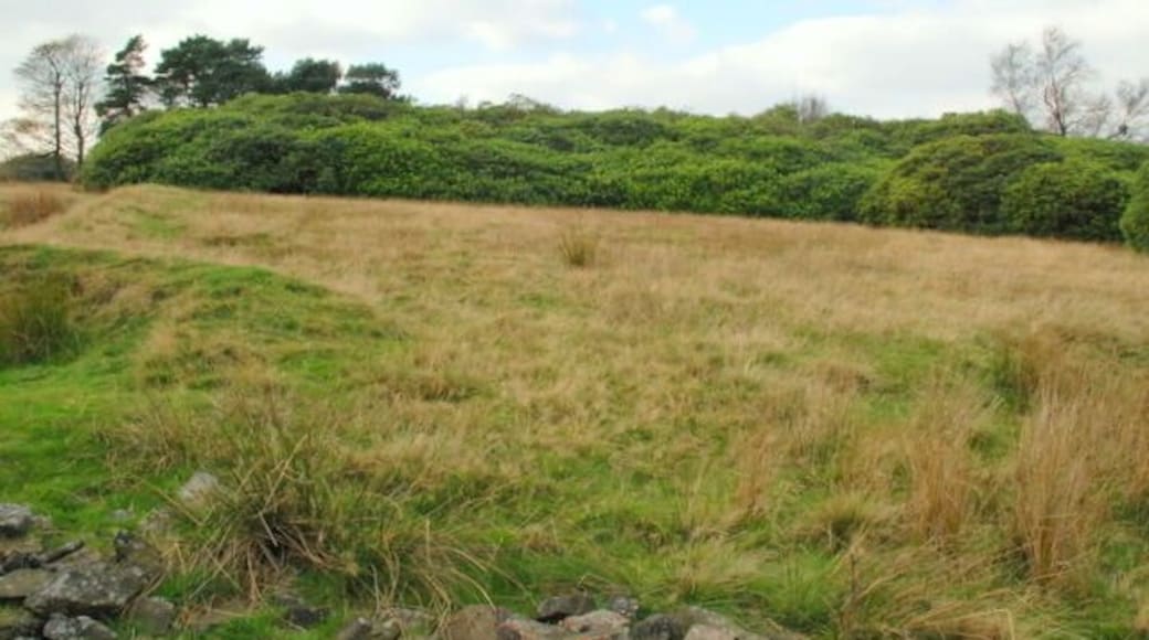 Rhododendrons on Bretton Moor The wild rhododendron is a sign of an acid soil associated with the millstone grit of the northern Dark Peak area. Less than 200 metres to the south is Eyam Edge where the millstone grit falls away to the limestone White Peak area.