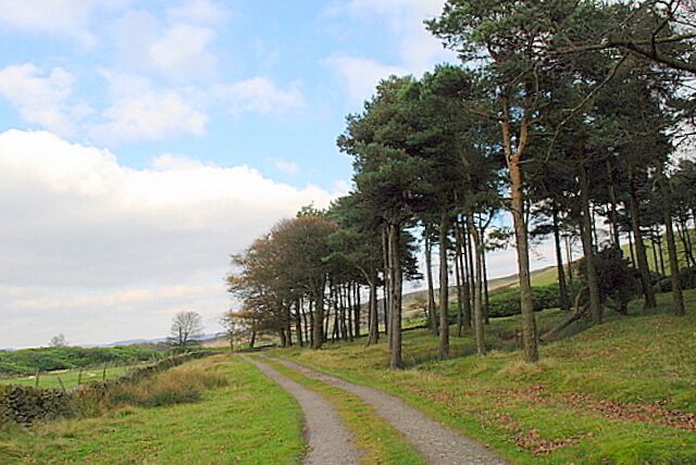 Coniferous woodland on Bretton Moor These trees form a shelter barrier around a field sized area of grassland which presumably gives shelter for sheep in winter.