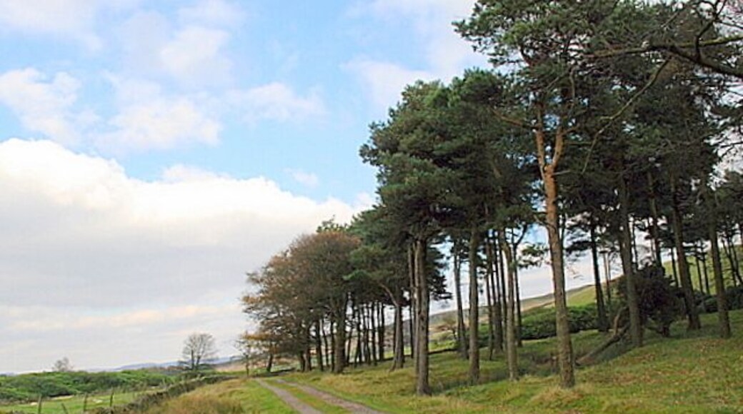 Coniferous woodland on Bretton Moor These trees form a shelter barrier around a field sized area of grassland which presumably gives shelter for sheep in winter.