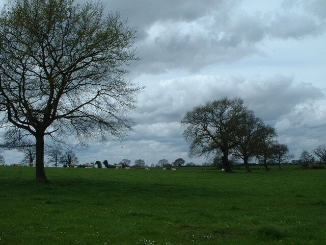 Grazing cattle. A herd of white cattle grazing.