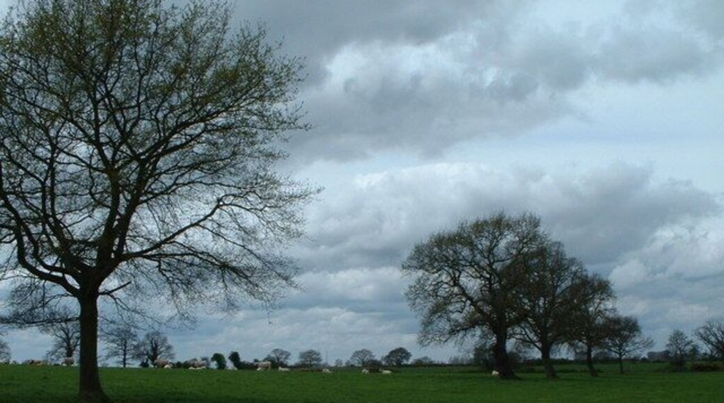 Grazing cattle. A herd of white cattle grazing.