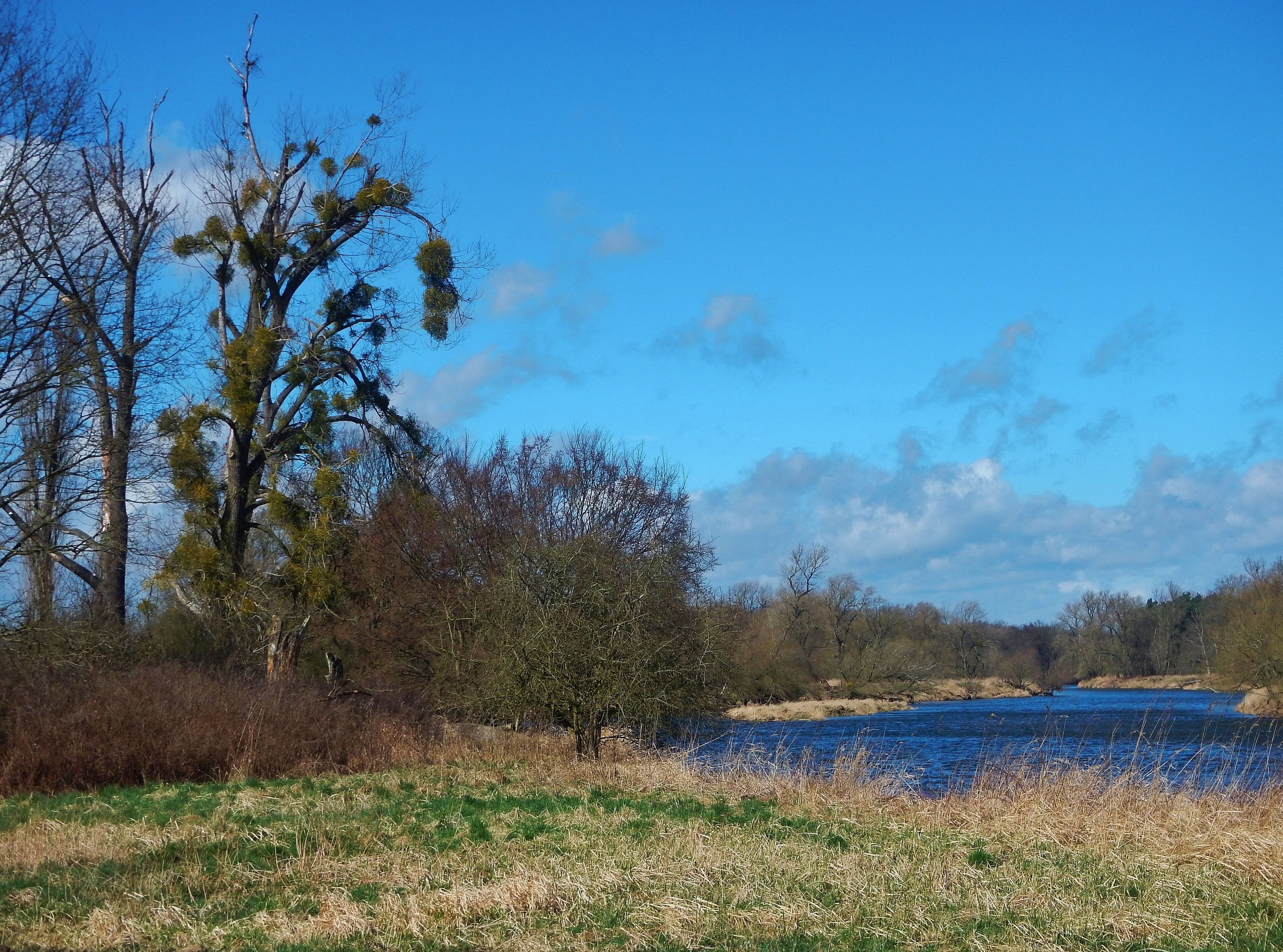 Misteln an der Mulde