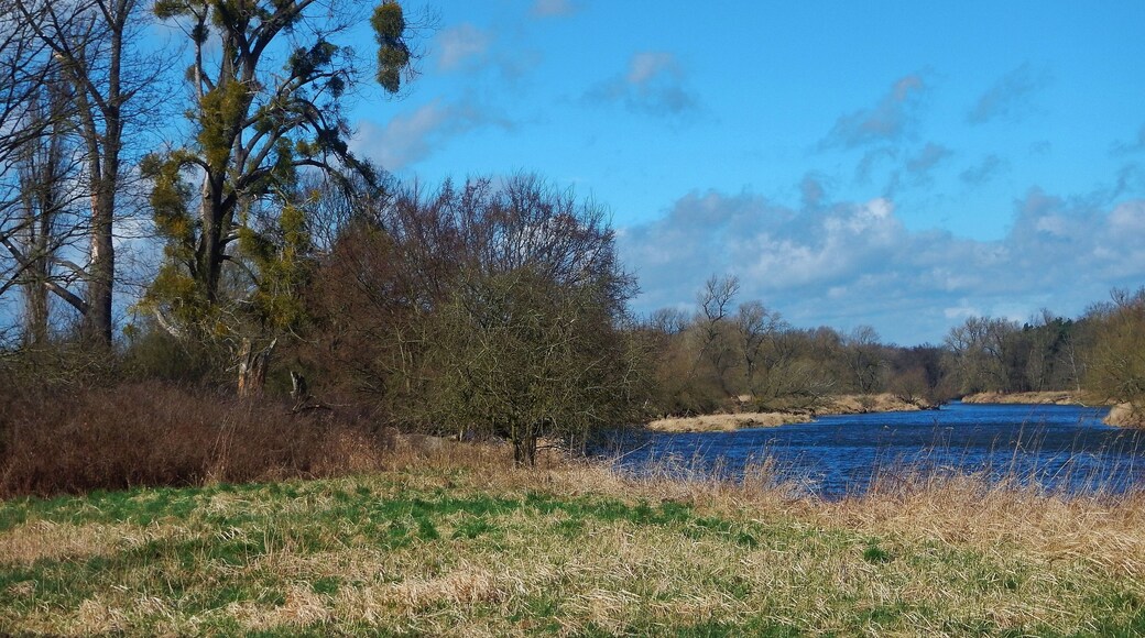 Misteln an der Mulde