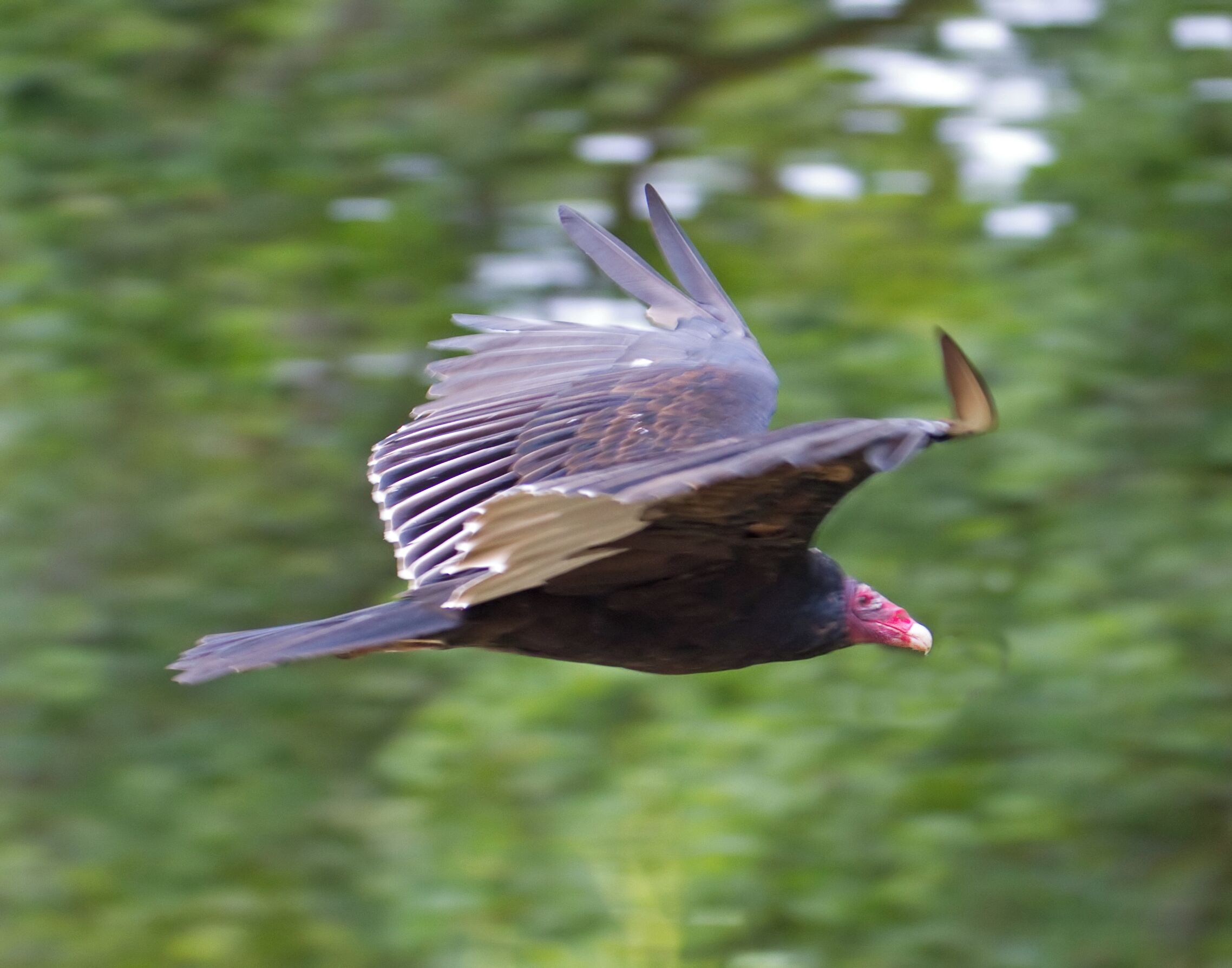 Turkey Vulture in flight 3