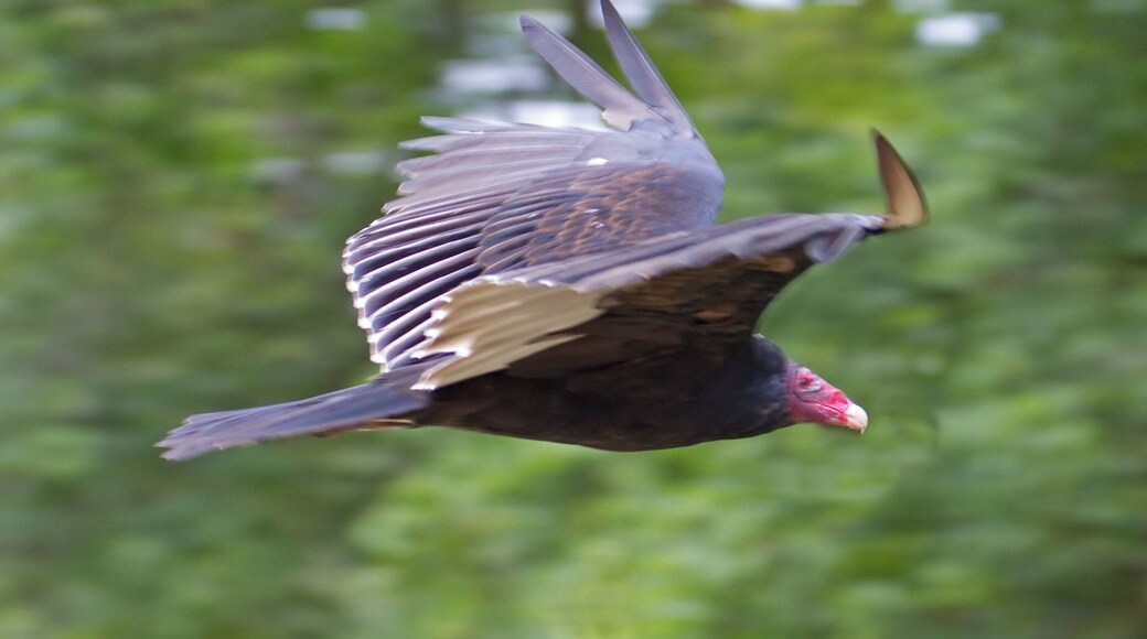 Turkey Vulture in flight 3