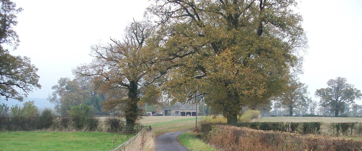A narrow rural road flanked by hedgerows and trees, leading towards a distant building.
