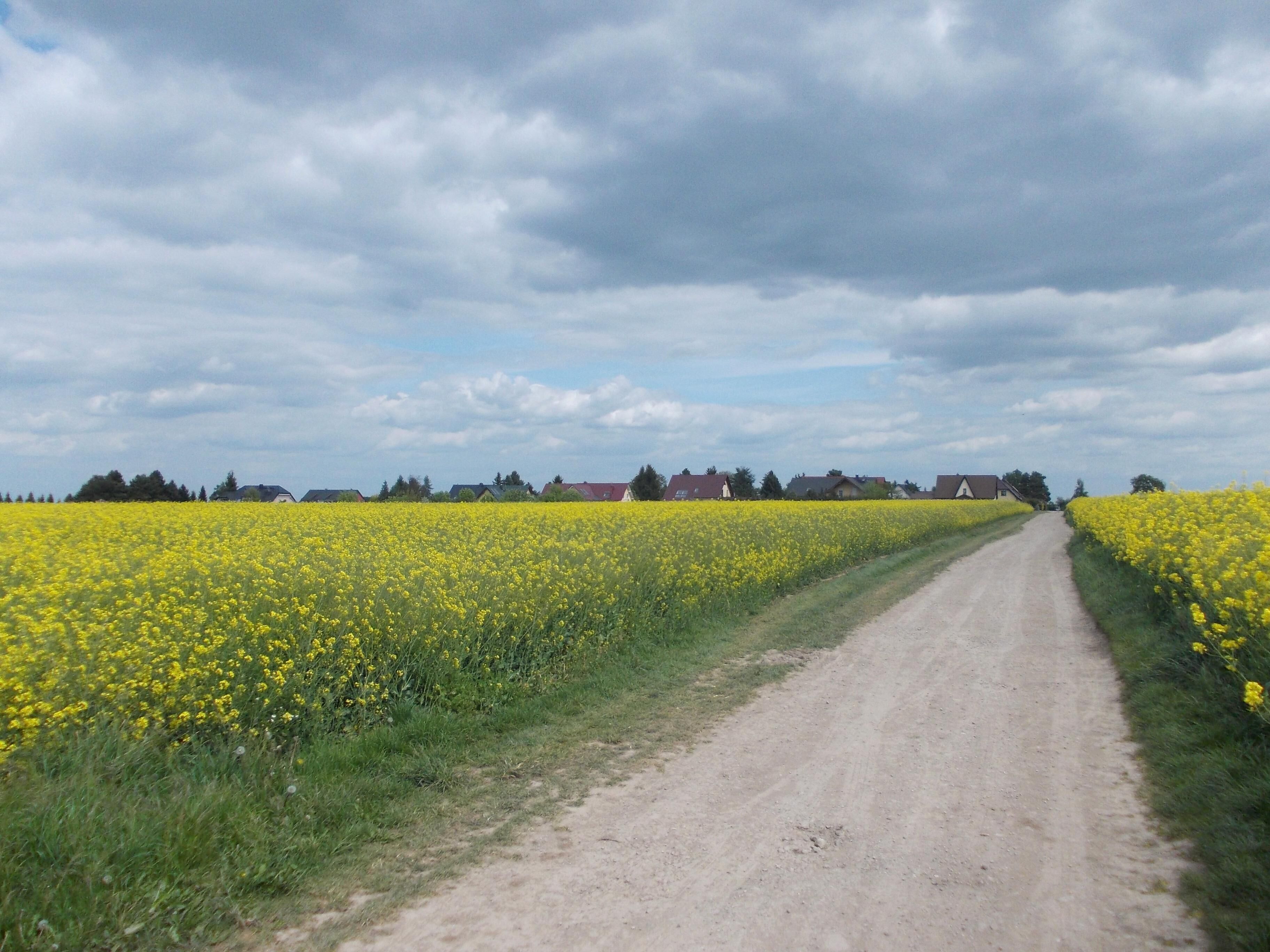 Rödgen (Weissenfels, district: Burgenlandkreis, Saxony-Anhalt) from the west