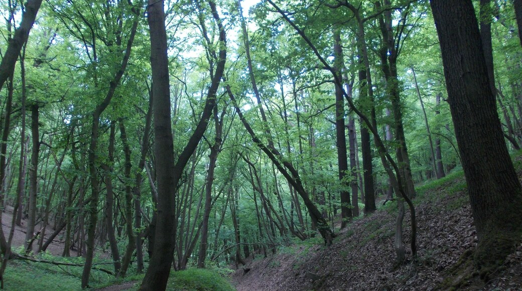 In the forest area Rotes Holz between Schönburg and Leissling (district: Burgenlandkreis, Saxony-Anhalt) in Saale-Unstrut-Triasland Nature Park