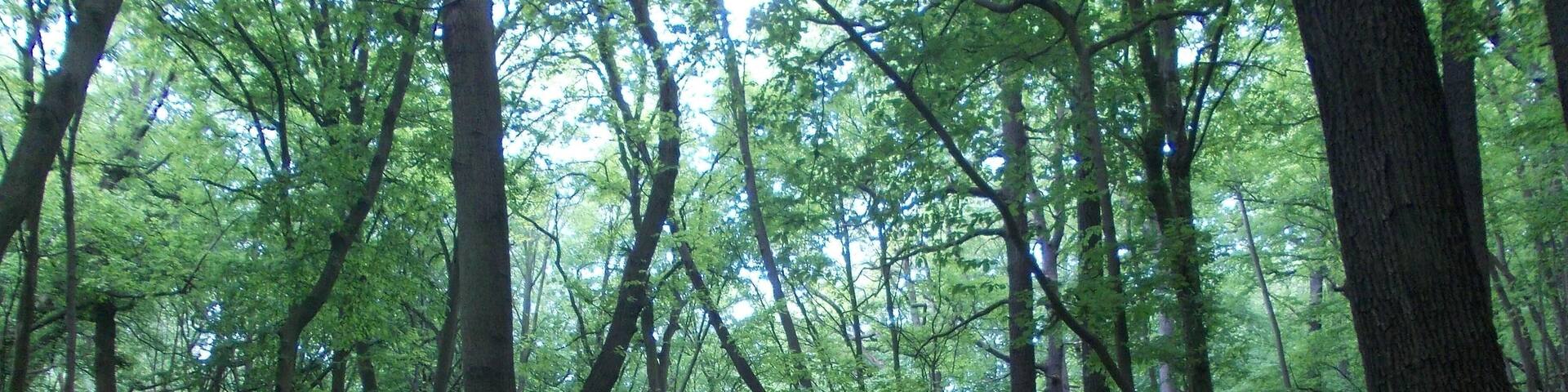 In the forest area Rotes Holz between Schönburg and Leissling (district: Burgenlandkreis, Saxony-Anhalt) in Saale-Unstrut-Triasland Nature Park
