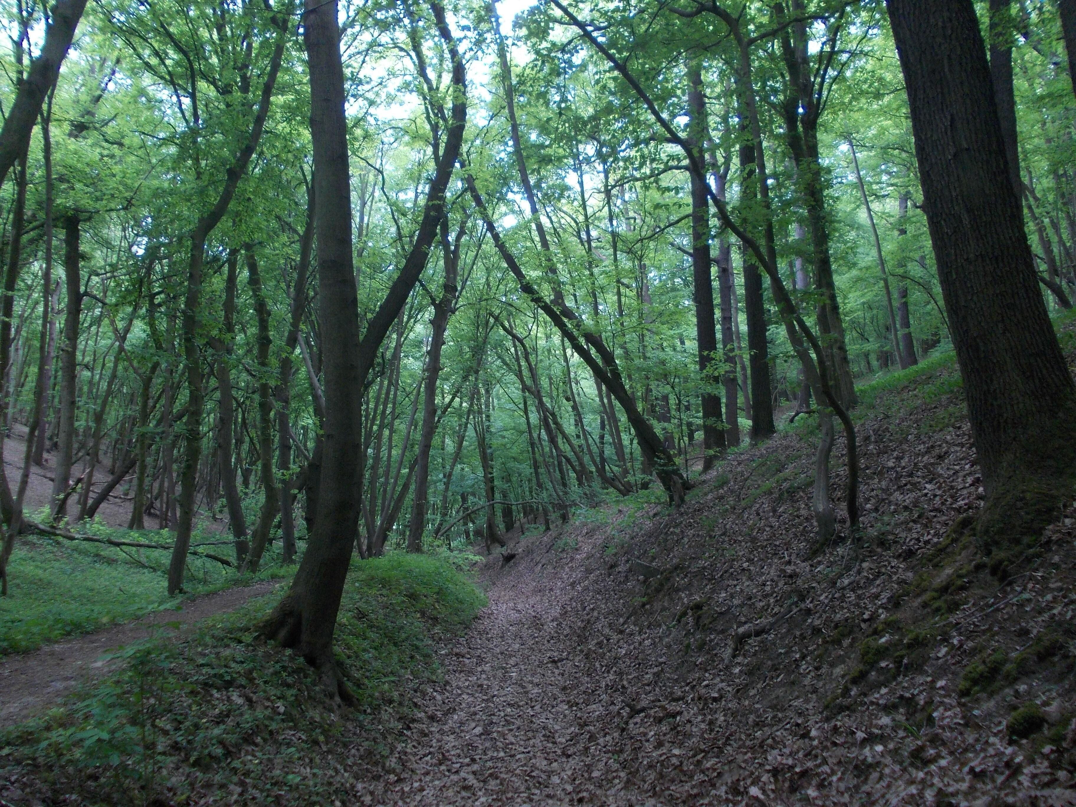 A forest with a dirt path.