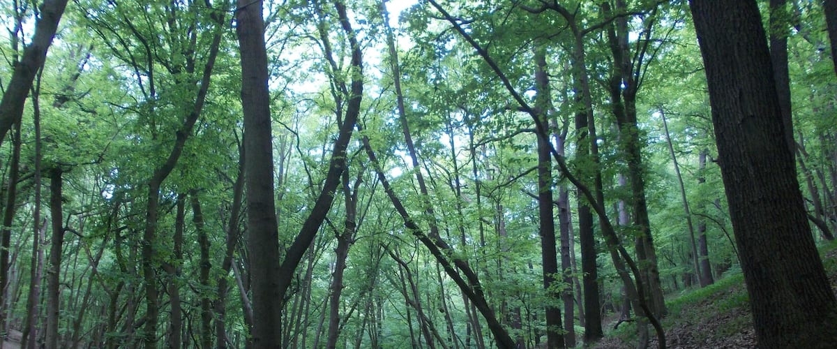 A forest with a dirt path.