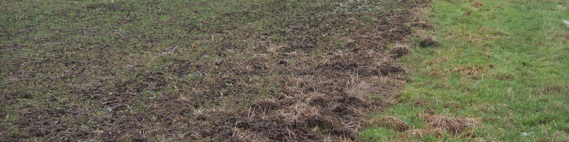 There is a bridleway here - somewhere The line of the bridleway to Ditchford Frary is about 70 yards to the left of the field edge. There was no trace of it on the ground. The newly planted field looked very heavy going and the field edge did not look much better. A walk up the track on the other side of the hedge seemed convenient.